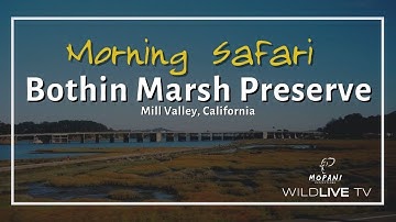 WildLIVE TV - Bothin Marsh Preserve - Morning Safari