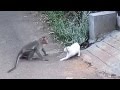 Cat vs. Monkey: Cat Attacked By Monkey In Real Fight | New Video 2015