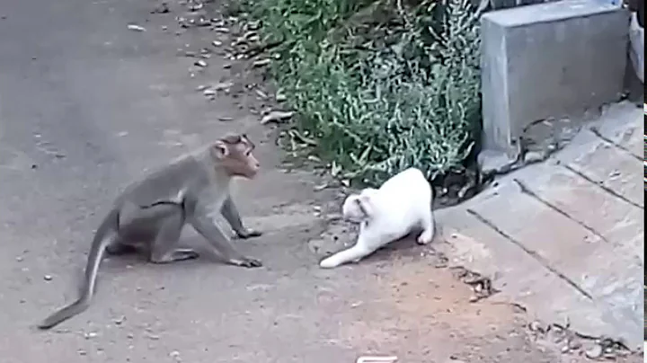Cat vs. Monkey: Cat Attacked By Monkey In Real Fight | New Video 2015