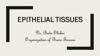 ORGANIZATION OF EPITHELIAL TISSUES: LECTURE & PRACTICAL DEMONSTRATION