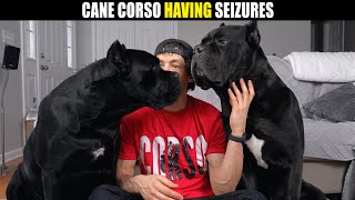 Cane Corso Seizures by Jason Corey 9,667 views 2 months ago 16 minutes