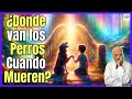 🔴 ¿DONDE VAN LOS PERROS CUANDO MUEREN? LA LEYENDA DEL PUENTE DEL ARCOIRIS 🔴