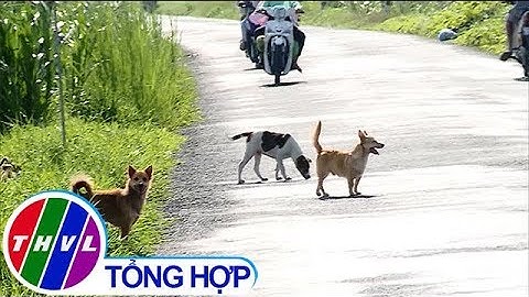 Cảnh báo tai nạn giao thông  từ chó thả rông