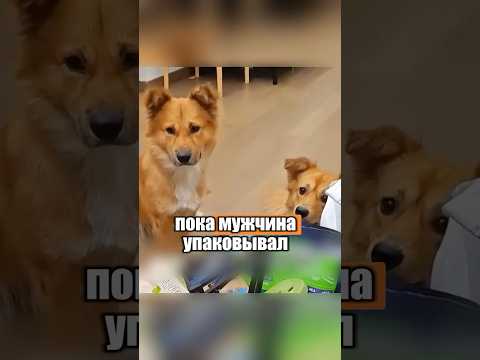 История двух бездомных, но милых собак 🐶🥹 #милыеживотные #животные