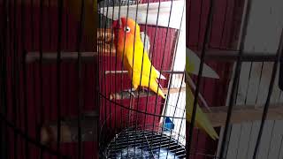 PANCINGAN LOVEBIRD LUTINO NGETIK NGOEK MENAMBAH EMOSI #masteranlovebirdfighter #lovebirds