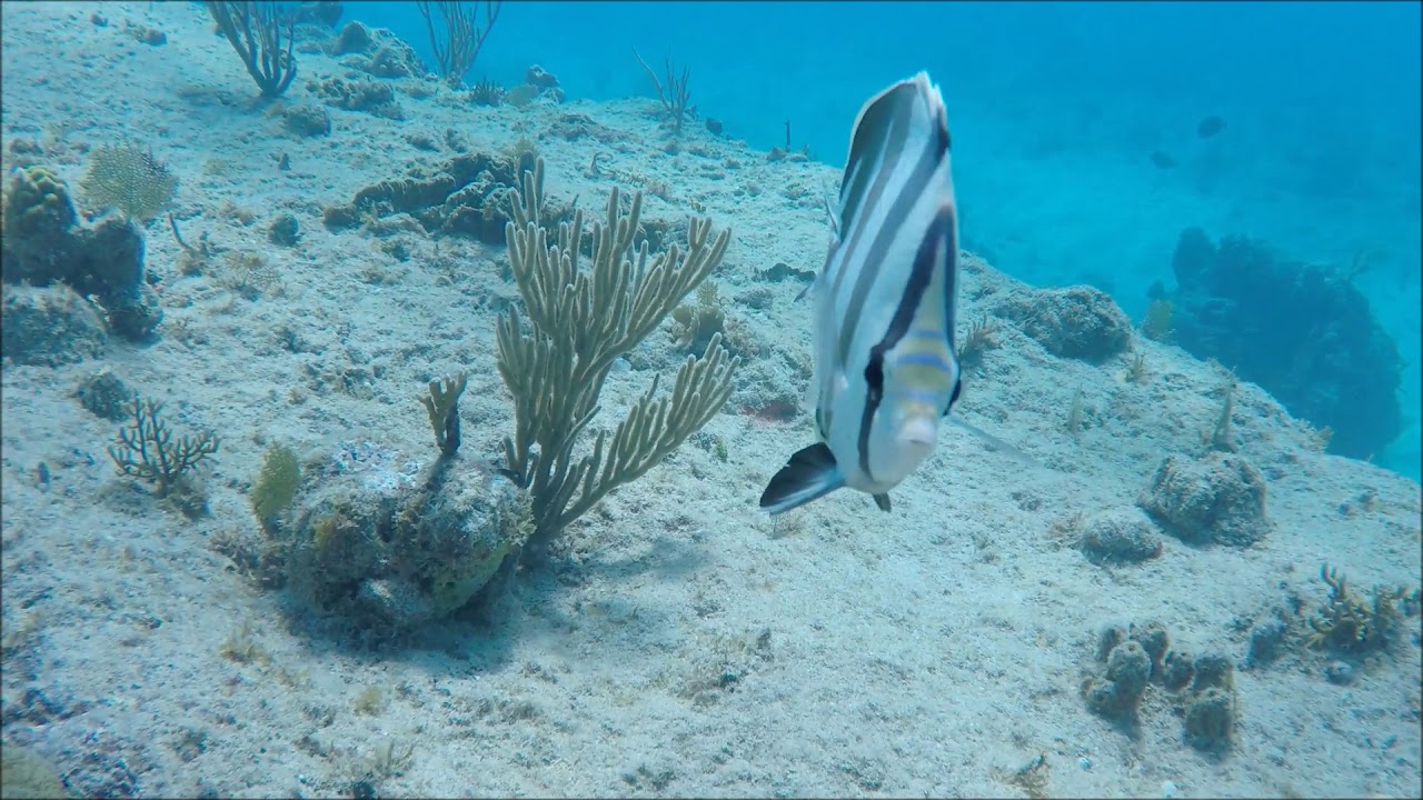 Antigua - Banded Butterfly Fish