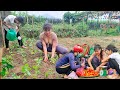 Single mother harvest tomatoes with her daughter to sell at the market buy vegetables to plant