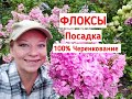 Флоксы: посадка, почва, уход, черенкование. Как выращивать флоксы. Как сажать флоксы