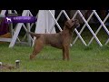 Border Terriers | Breed Judging 2021 の動画、YouTube動画。