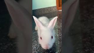 Rabbit Bunnies ? sound