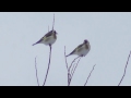 Щеглы зимой. ( Carduelis carduelis )