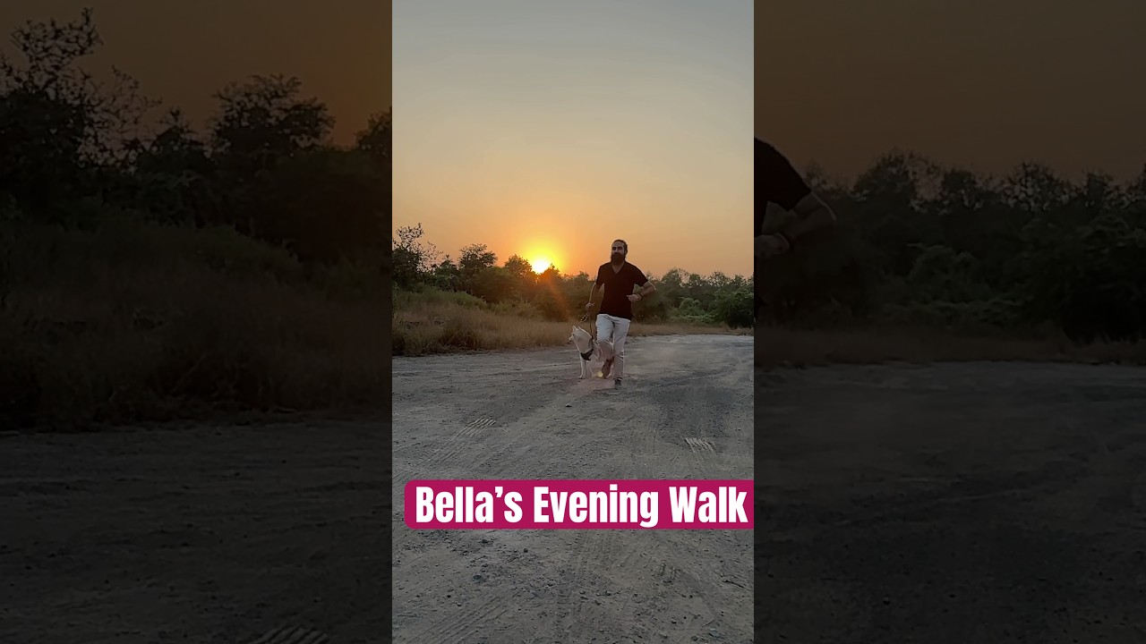 Video thumbnail: #eveningwalk #huskylife #siberianhusky #huskiesofyoutube #huskyshorts #sunsetview #petlover #pets