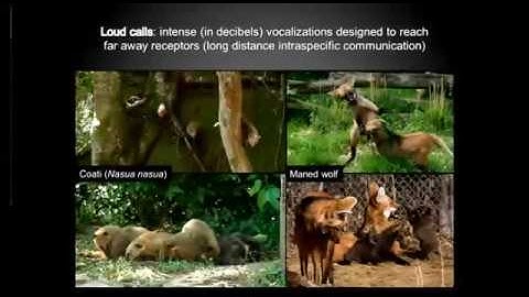 Bioacoustics as a tool for conservation of the maned-wolf and the ring-tailed coati