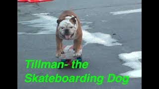 Skateboarding Dog!  Dog Can Skateboard