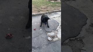 Black Dog #pets #dog #trending #doglife #funnydog #hund #perros #dogs #shortsvideo #fyp #psy #собака