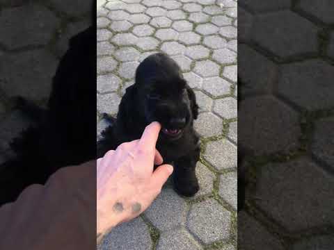 Cocker Spaniel Inglese Cuccioli E Allevamenti Youtube