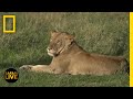 Safari Live - Day 276 | National Geographic