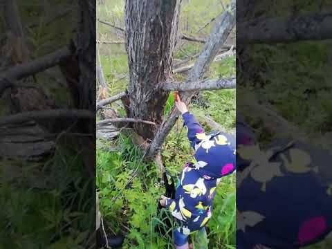 Чешуйчатка золотистая