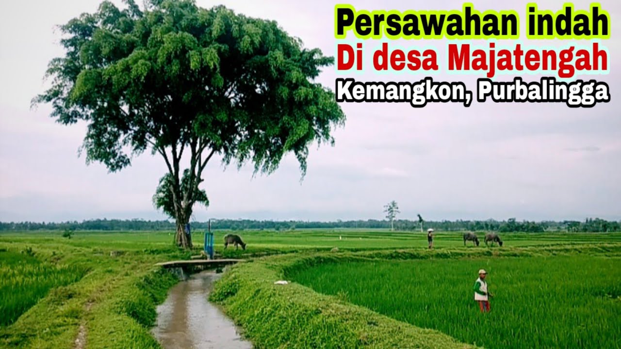 Suasana indah di pedesaan, dengan hamparan sawah indah dan cantik. majatengah, purbalingga.