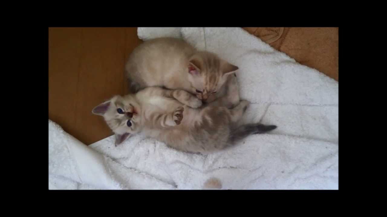 Highlands Kennels YouTube