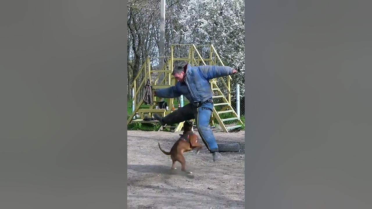 Крутая защита! Дрессировка собак. СТРАЖ. Одесса. - YouTube