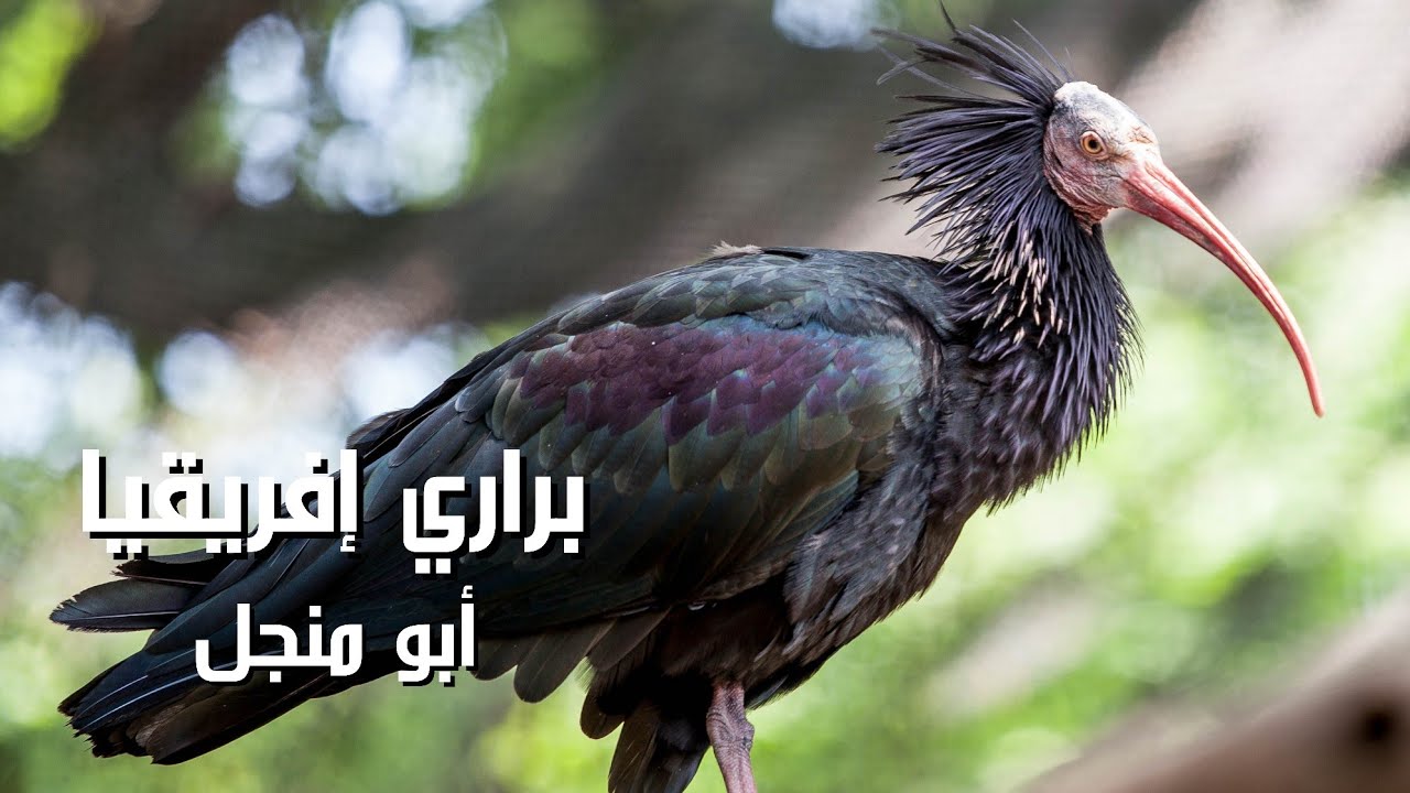 طائر ابو منجل ، الاصلع | وثائقي كامل | مستكشف الوثائقية