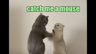 Cat Jitsu