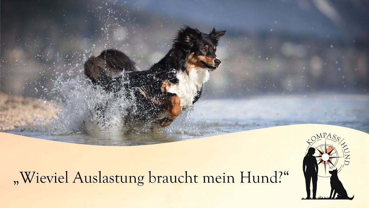 Wieviel Auslastung braucht mein Hund? YouTube