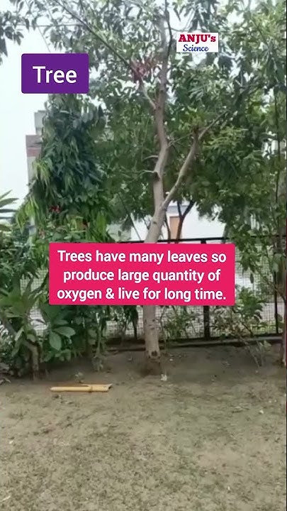 Difference between Trees Shrubs and Herbs #shorts #anjus_science - YouTube