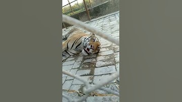 Thumbnail of Tiger Snarl!!!