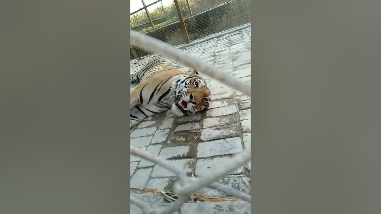 Tiger Snarl!!!