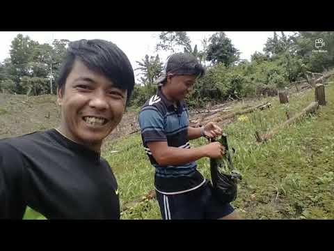 MEMETIK SAYUR FRESH YANG TUMBUH SENDIRI DI LADANG