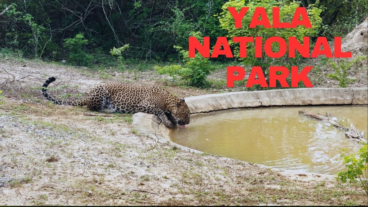 Mother Leopard Called Jessica Drinking Water