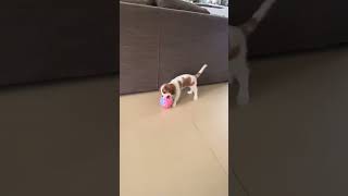 King Charles Cavalier puppy playful