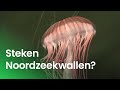 Kunnen Noordzeekwallen steken?