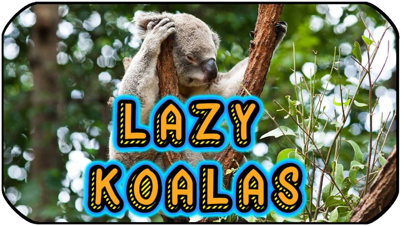 WELCOME TO THE LAZY KOALAS!!! - YouTube