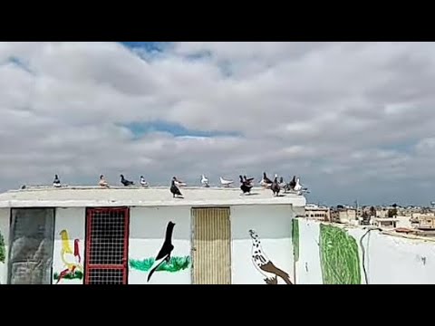 حمام كش شرح كيف تجرد الفراخ الحمام ومتى تفطم الفرخ من الزق حتى يصبح للكش