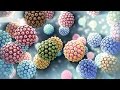 Human papillomavirus  hpv  nucleus health