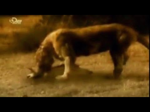 Mega beasts monsters resurrected bear dog episode 4 part 1