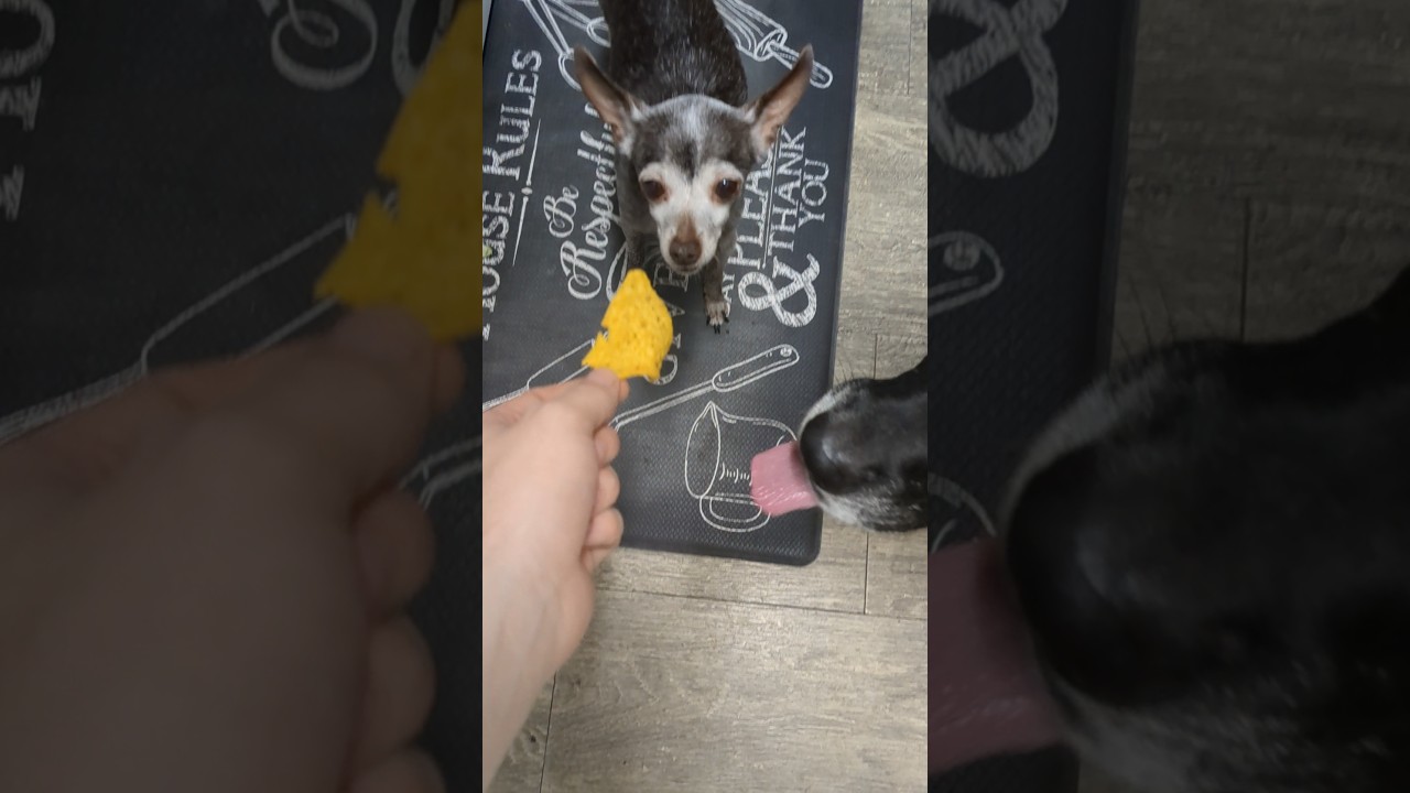 Will Mia... Eat A HOT MUSTARD DORITO!? 🤣😭🥰 