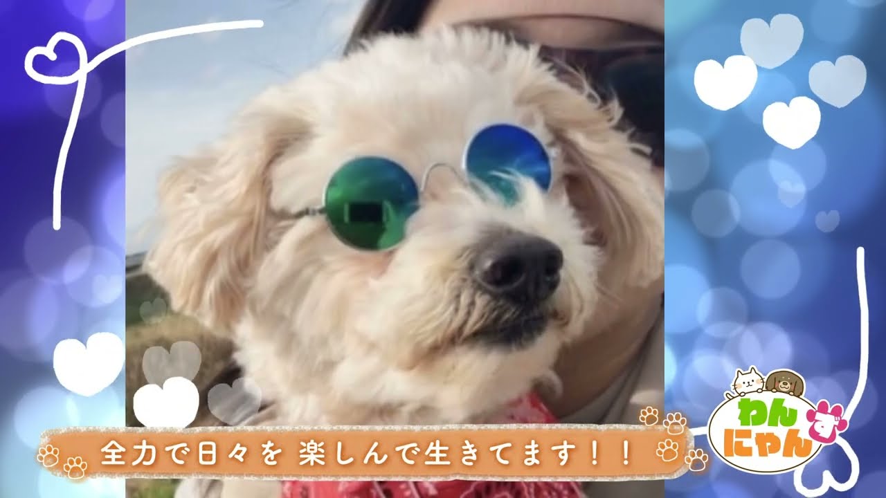 Wannyanzu Dogs] Rock-kun, 15 years old - Aired July 2nd - YouTube