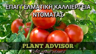 Καλλιέργεια Ντομάτας‼️Πλήρης Οδηγός‼️Πως να Καλλιεργήσετε Ντομάτες Επαγγελματικά ⁉️Plant Advisor