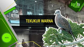 Hobi Tekukur Warna