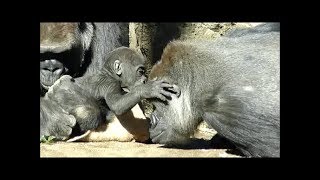 上野動物園ゴリラの赤ちゃんリキくん生後3ヶ月(Gorilla baby , 3 months old)