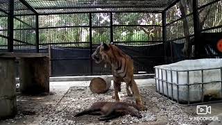 Detik detik Harimau sumatera menerkam babi hutan
