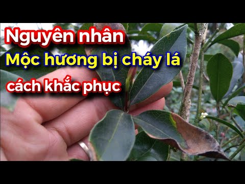 Video: Mọc Mọc Với Lá Chảy Nước: Cách Khắc Phục Lá Chảy Nước Trên Cây Mọc