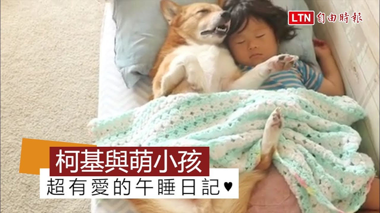 當我們睡在一起！柯基與小弟的午憩日常 爆笑睡姿萌翻網友 - 當我們睡在一起！柯基與小弟的午憩日常 爆笑睡姿萌翻網友