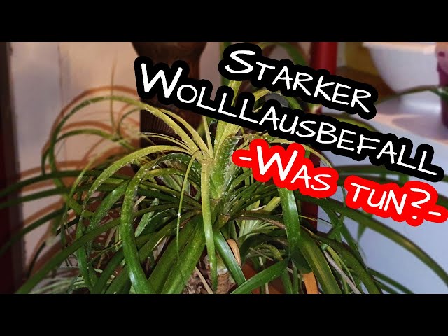 Flauschige Mrder: Wollluse bekmpfen  Florfliegenlarven - YouTube
