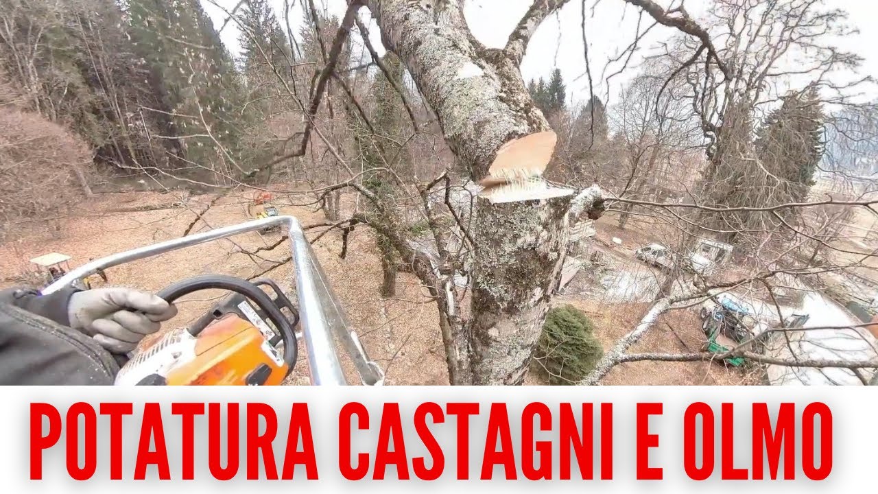 POTATURA CASTAGNI E OLMO