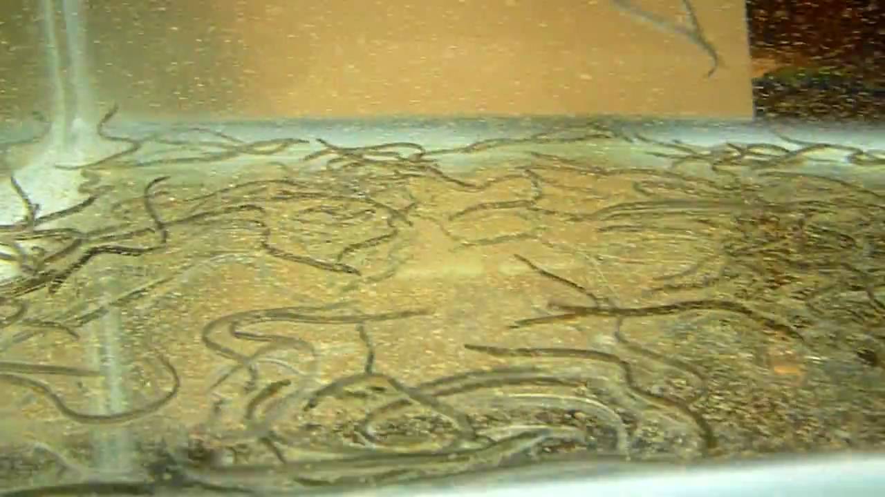 うなぎが絶滅危惧種に その原因は 時差８h Trendwings Com